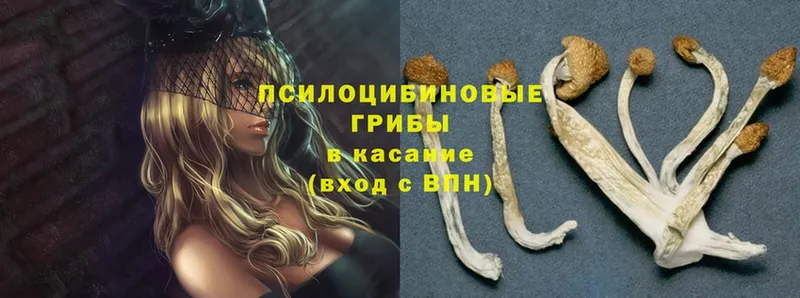 Галлюциногенные грибы Psilocybine cubensis Губкинский